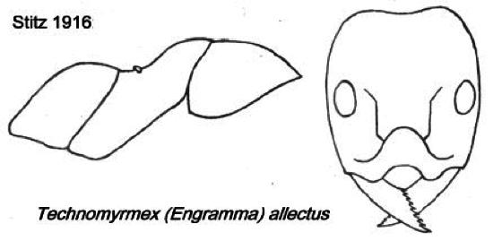 {Technomyrmex allectus}