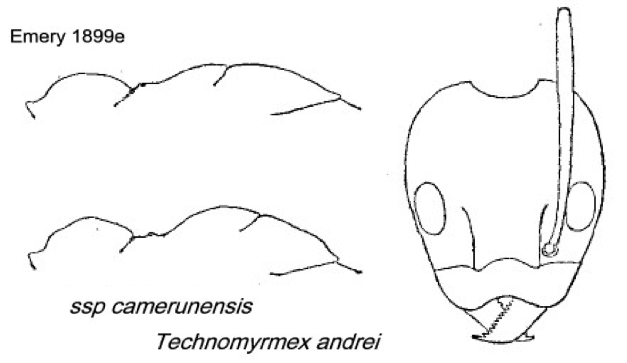 {Technomyrmex andrei}