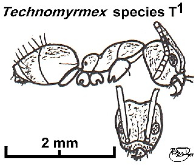 {Technomyrmex species T1}