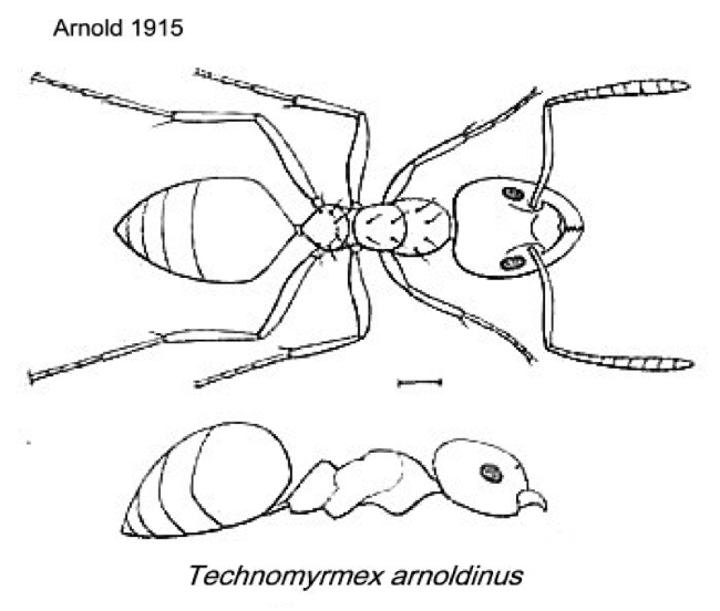 {Technomyrmex arnoldinus}