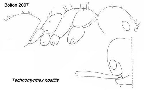 {Technomyrmex hostilis}