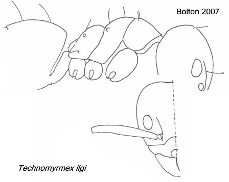 {Technomyrmex ilgi}