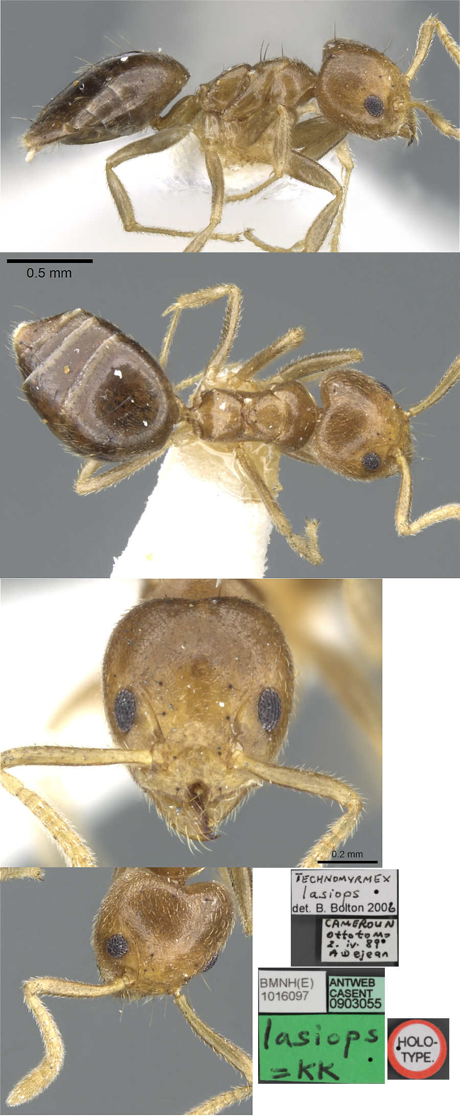 Technomyrmex lasiops