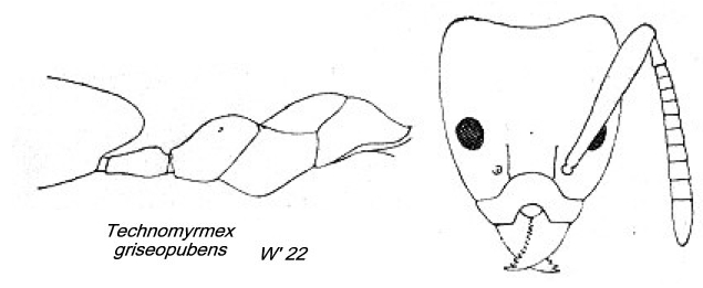 {Technomyrmex griseopubens}