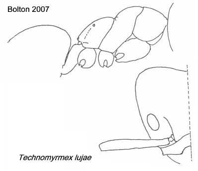 {Technomyrmex lujae}