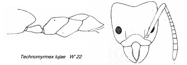 {Technomyrmex lujae}