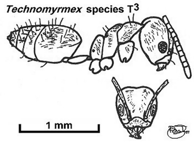 {Technomyrmex species T3}