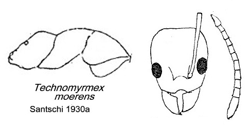 {Technomyrmex moerens}