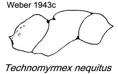 {Technomyrmex nequitus}