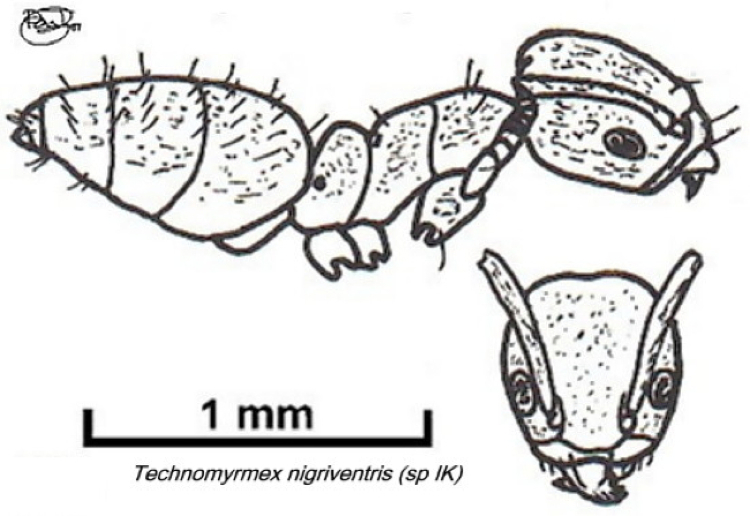 {Technomyrmex nigriventris}