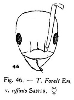 {Technomyrmex foreli affinis}