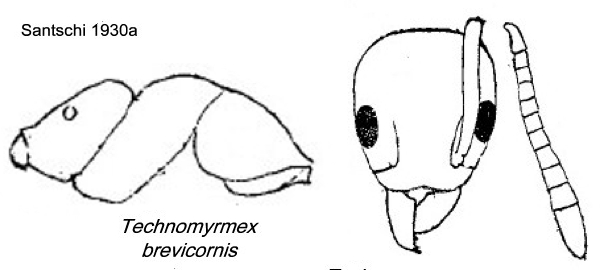 {Technomyrmex brevicornis}