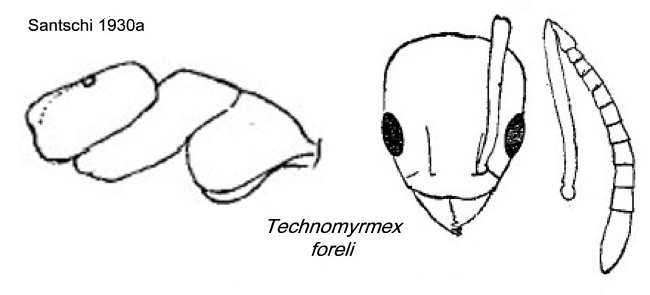 {Technomyrmex foreli}