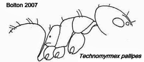 {Technomyrmex pallipes}