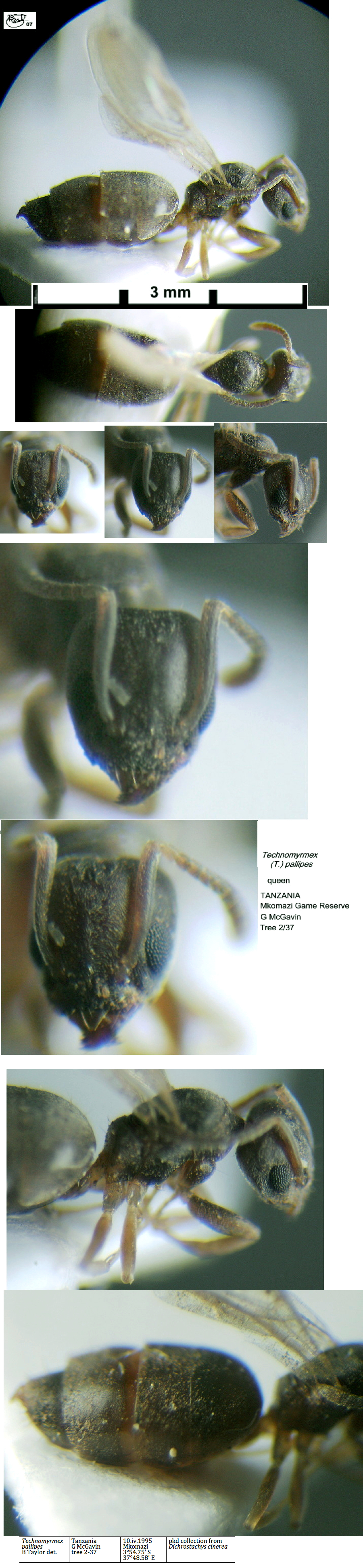 {Technomyrmex pallipes queen}