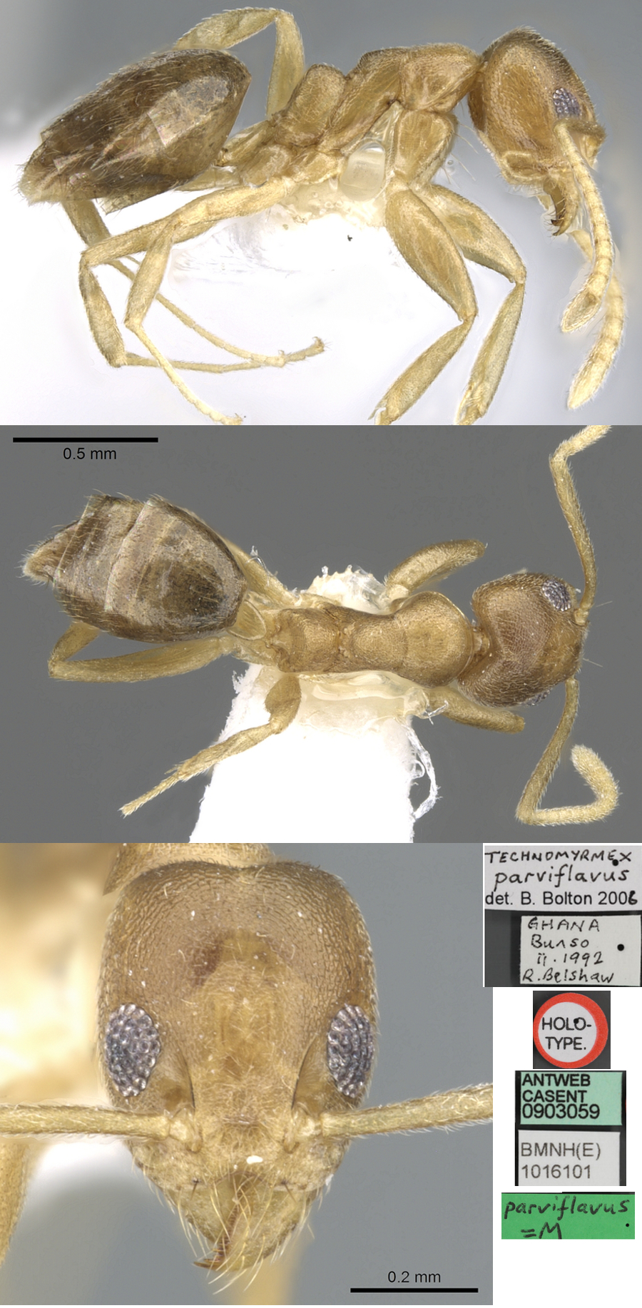 {Technomyrmex parvilflavus}