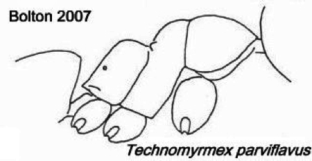 {Technomyrmex parviflavus}