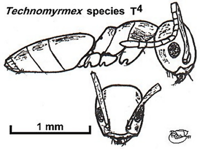 {Technomyrmex species T4}