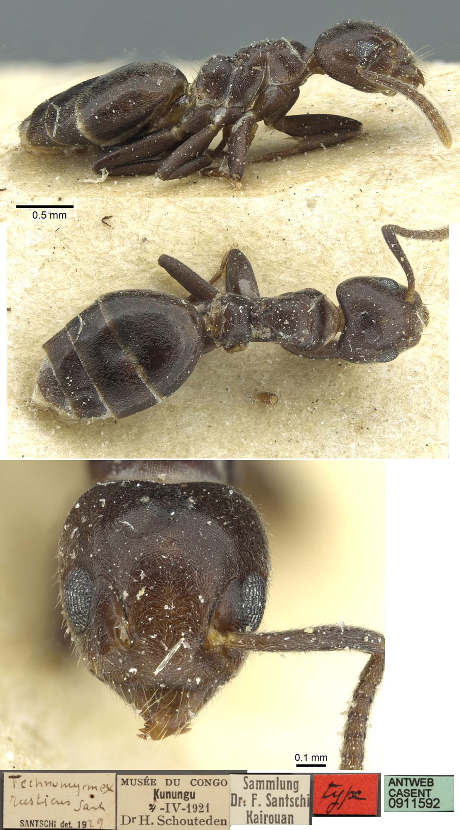 {Technomyrmex rusticus}