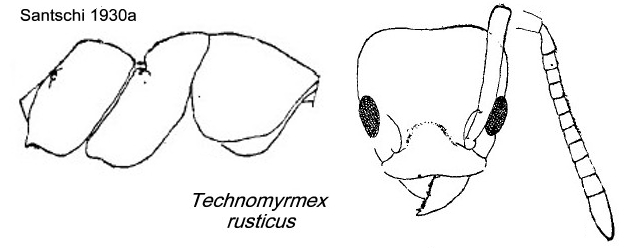 {Technomyrmex rusticus}