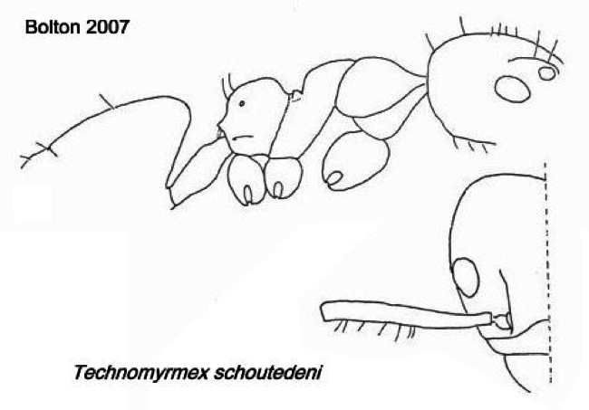 {Technomyrmex schoutedeni}