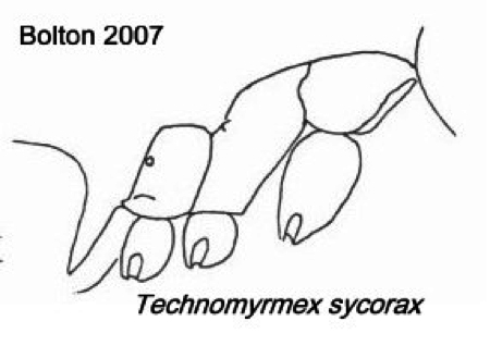 {Technomyrmex sycorax}