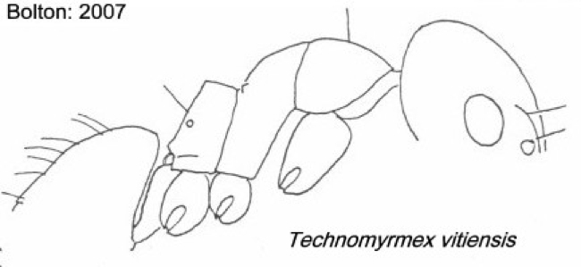 {Technomyrmex vitiensis}