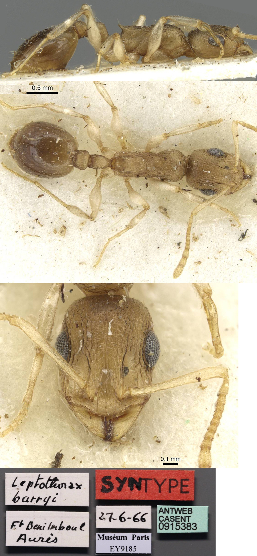 Temnothorax barryi