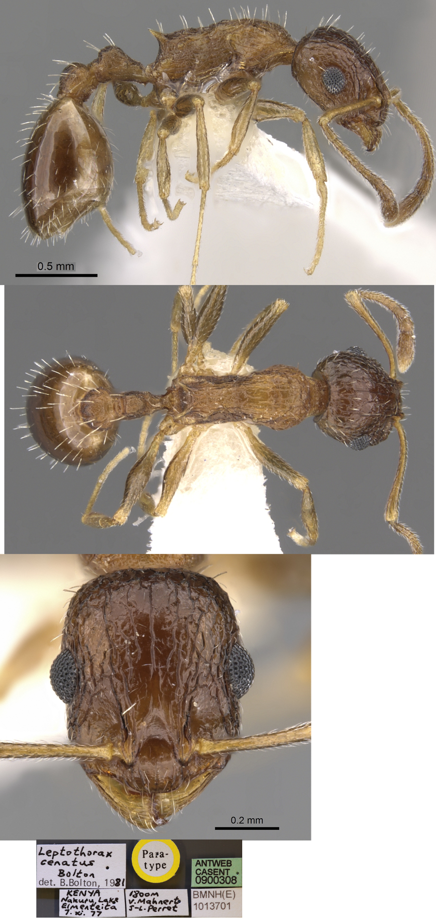 Temnothorax cenatus