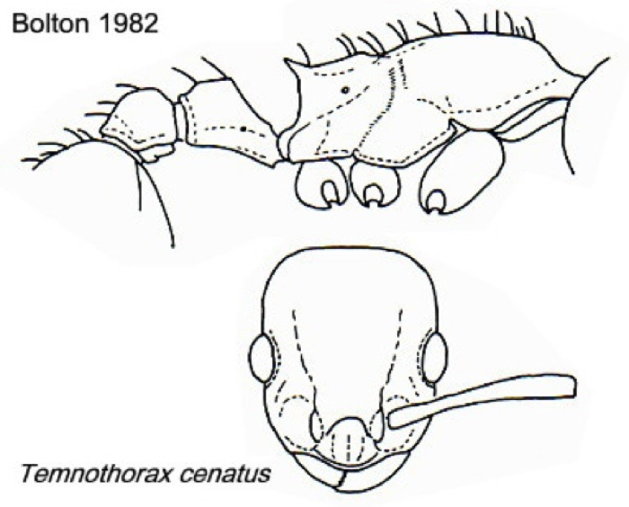 {Temnothorax cenatus}