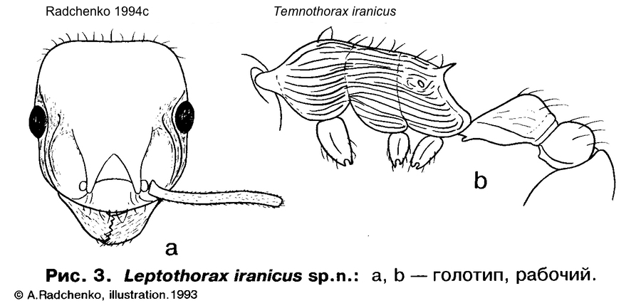 Temnothorax iranicus