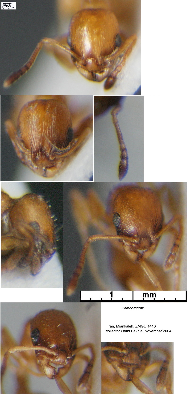 {Temnothorax luteus head}