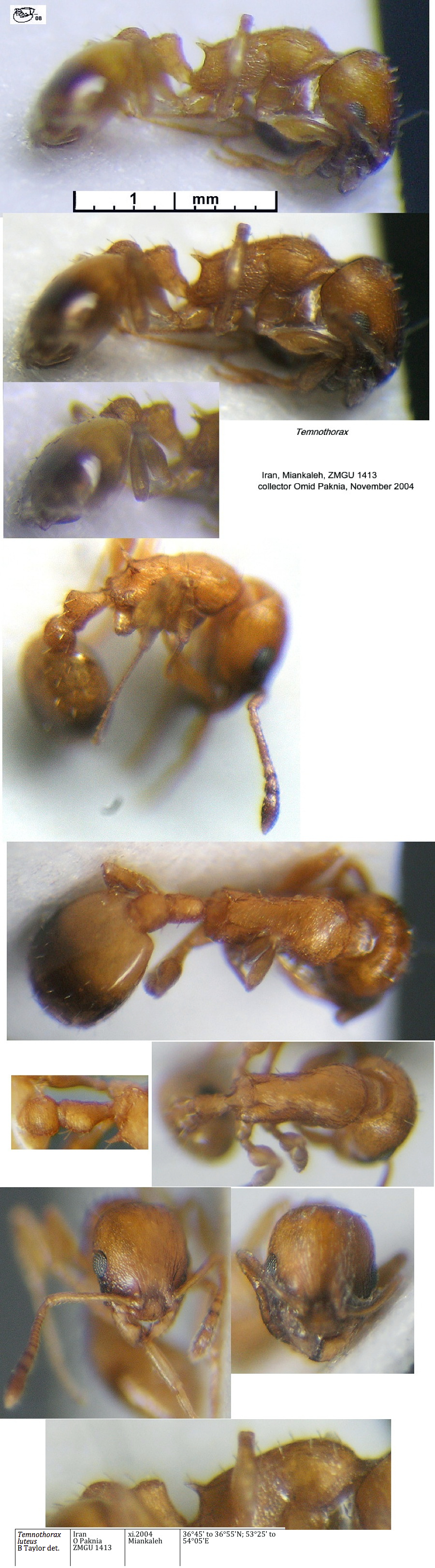 Temnothorax luteus}