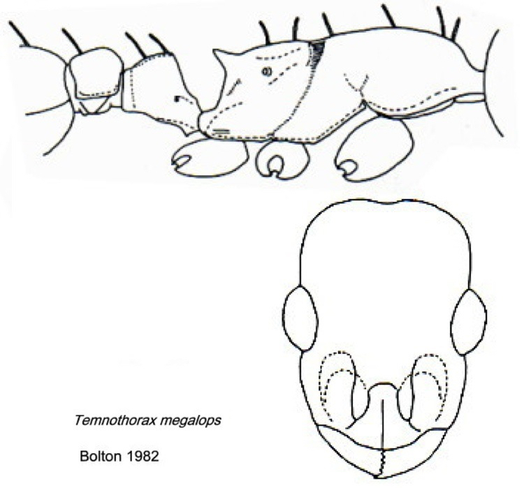 {Temnothorax megalops}