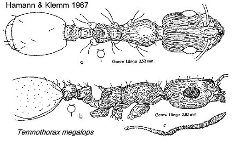 {Temnothorax megalops}