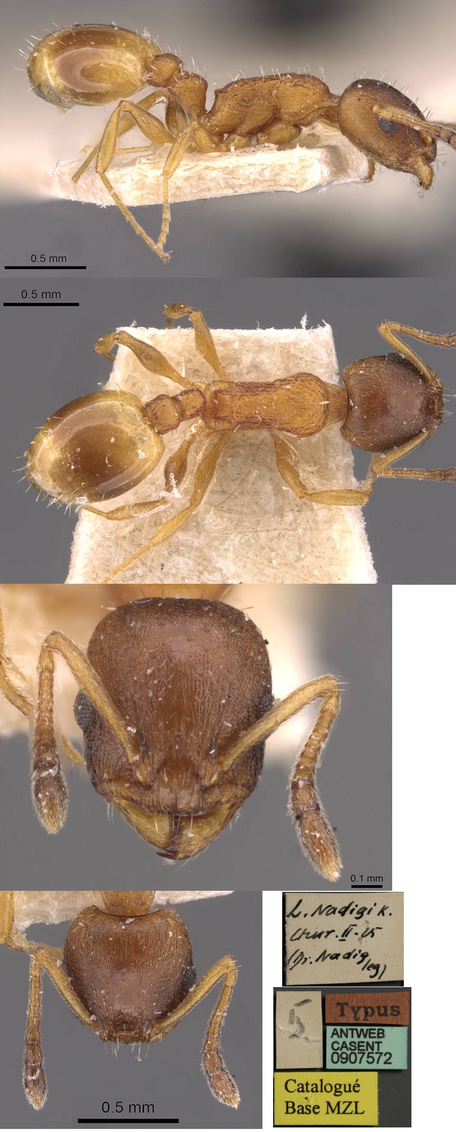 Temnothorax nadigi