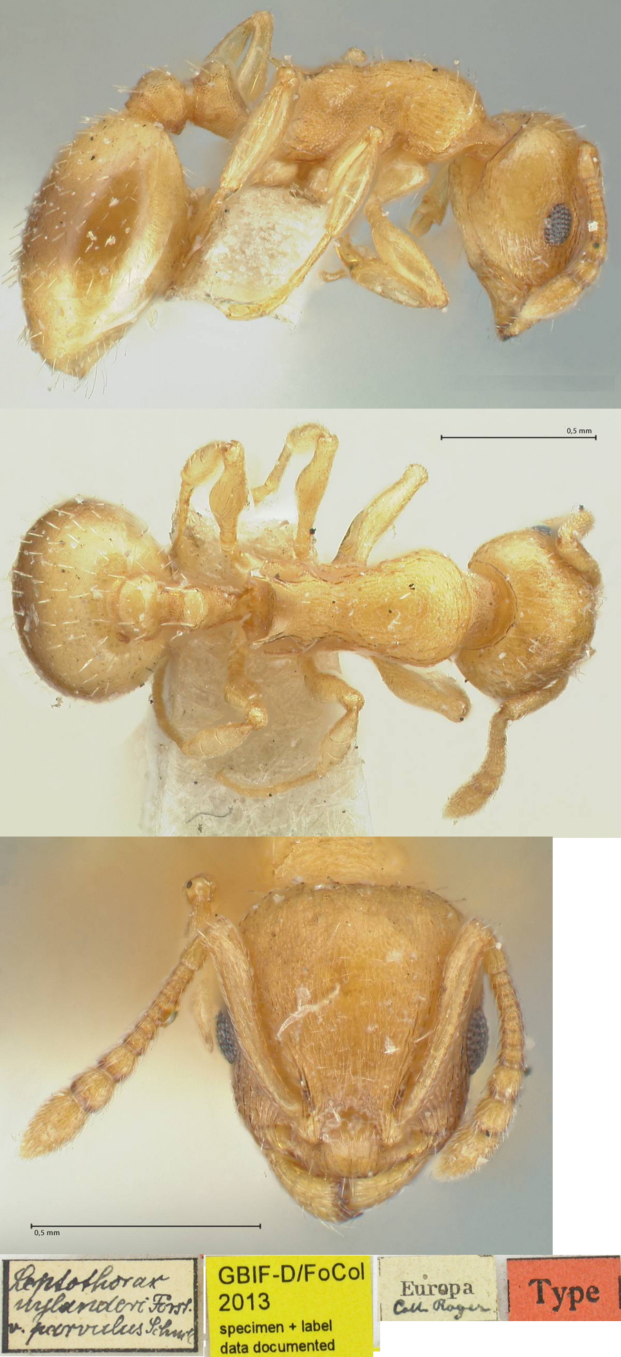 Temnothorax parvulus