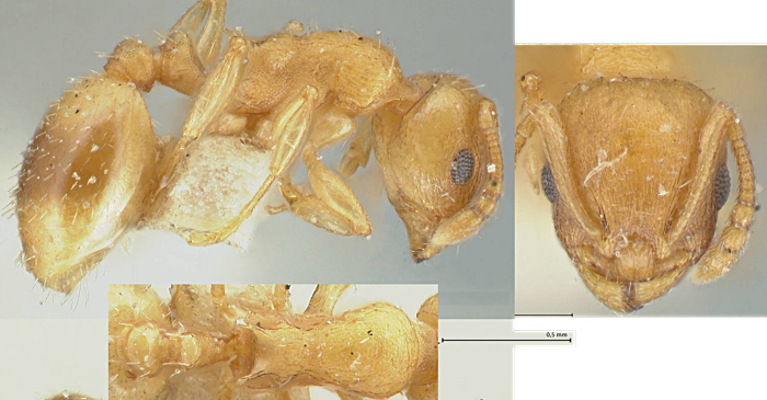 Temnothorax parvulus