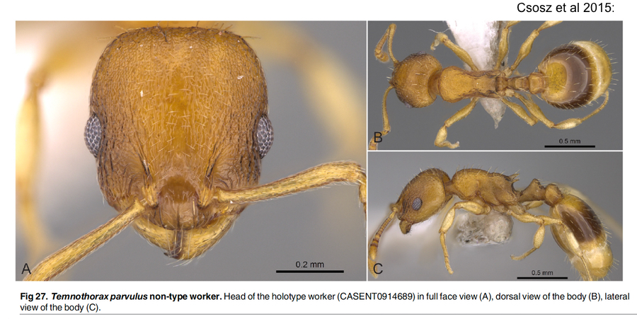 Temnothorax parvulus