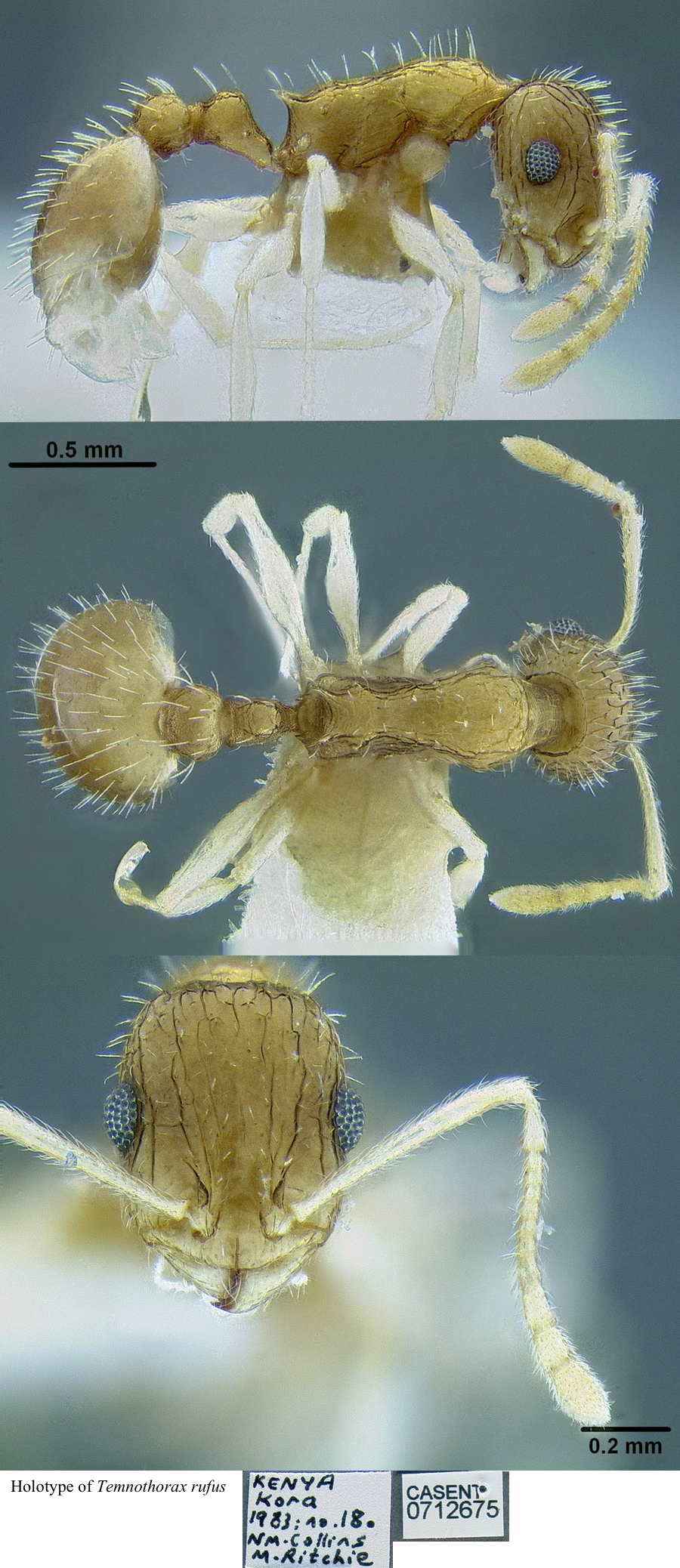 Temnothorax rufus