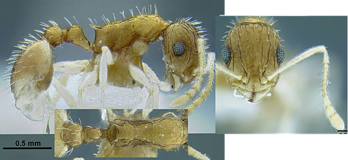 Temnothorax rufus