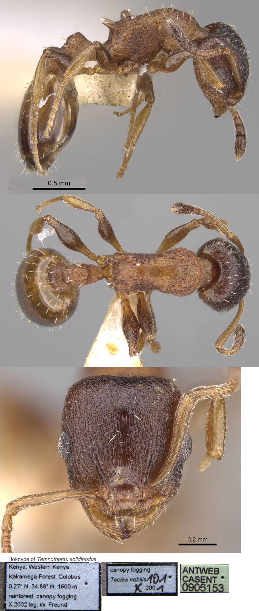 Temnothorax solidinodus