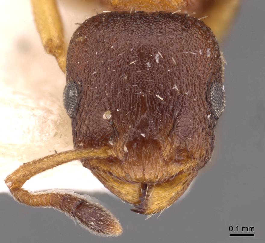 Temnothorax affinis