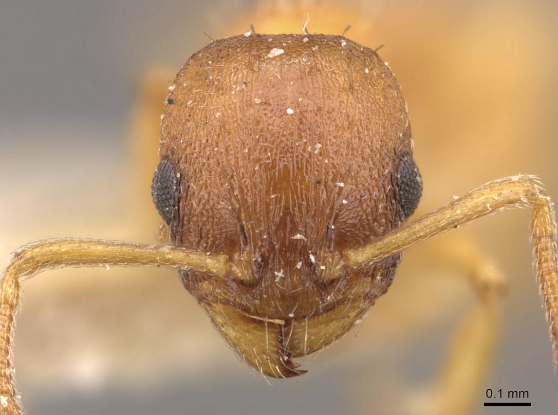 Temnothorax albipennis