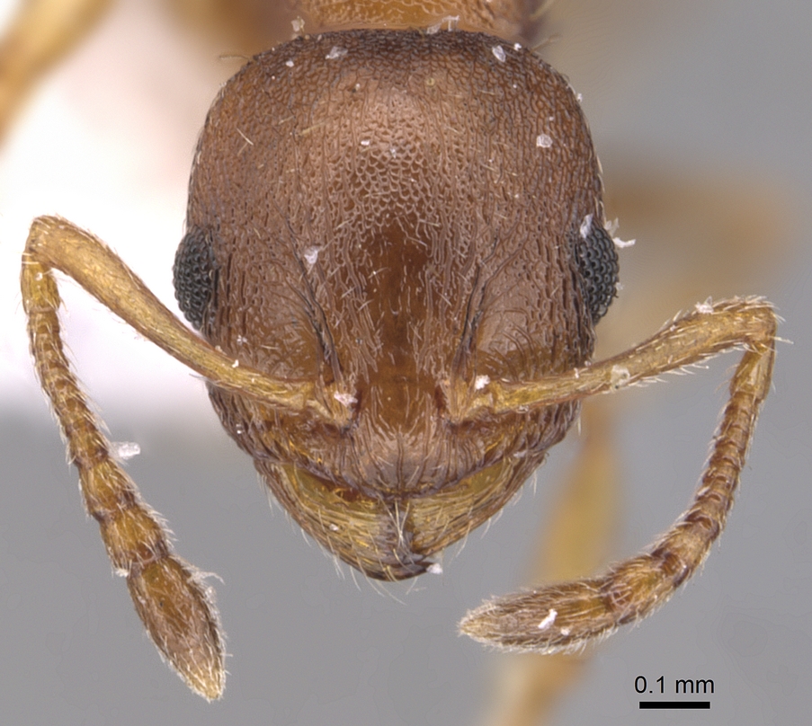 Temnothorax alienus