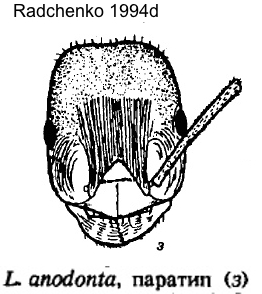 Temnothorax anodonta