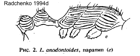 Temnothorax anodontoides