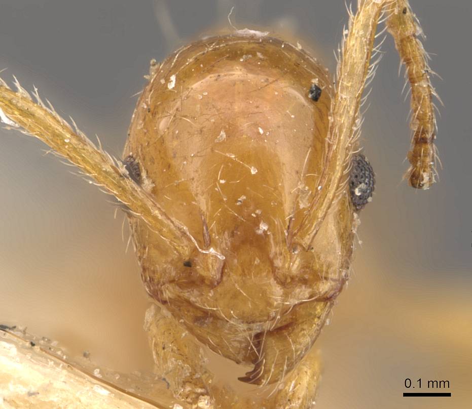 Temnothorax antigoni