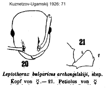 Temnothorax archangelskiji