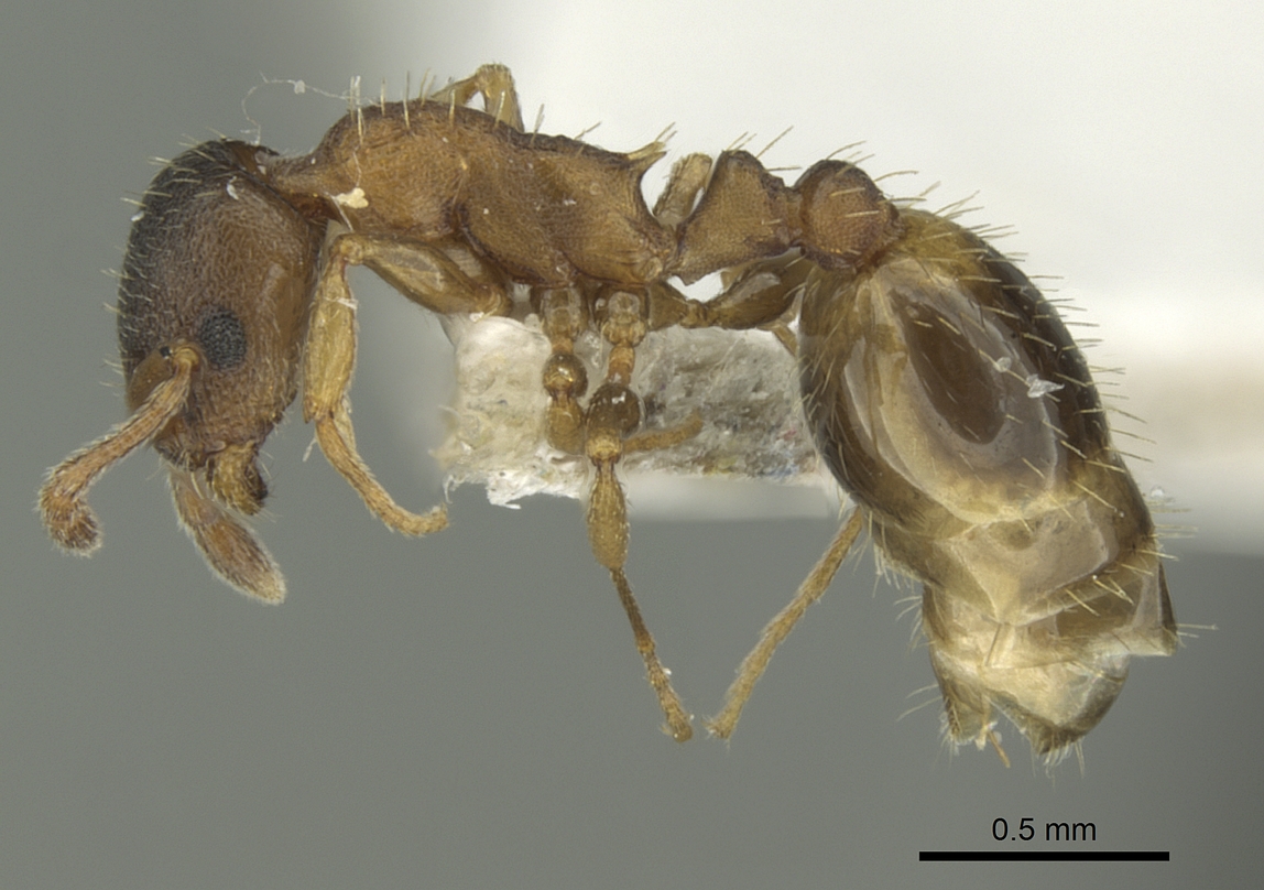 Temnothorax artvinensis